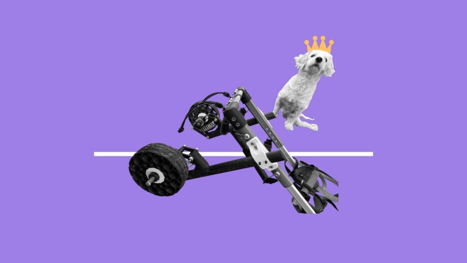 A collage of a dog wearing a crown next to an adapted dog wheelchair.