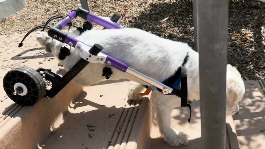 Happy the dog using an adaptive wheelchair with a 3D printed suspension system and wheels.